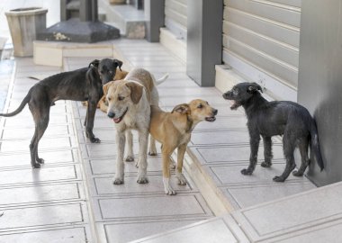 Agadir sokaklarında başıboş bir köpek sürüsü..