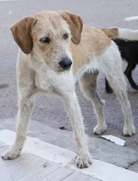 Flock Stray Dogs Streets Agadir — Stock Photo, Image