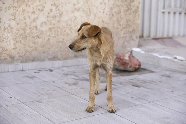 A flock of stray dogs on the streets of Agadir.