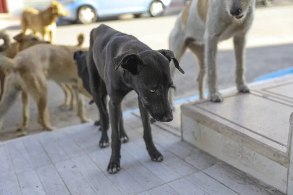 Flock Stray Dogs Streets Agadir — Stock Photo, Image