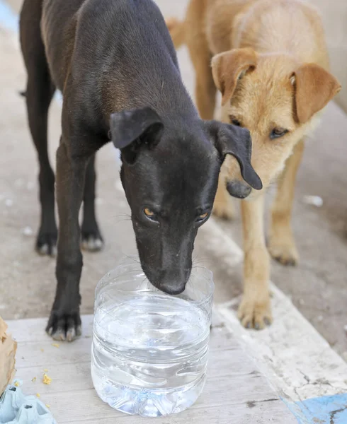 Flok Herreløse Hunde Agadir Gader - Stock-foto