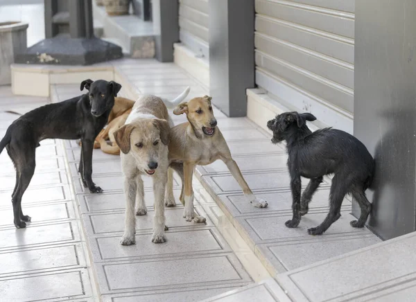 Flok Herreløse Hunde Agadir Gader - Stock-foto