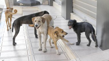 Agadir sokaklarında başıboş bir köpek sürüsü..