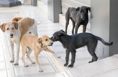 Agadir sokaklarında başıboş bir köpek sürüsü..