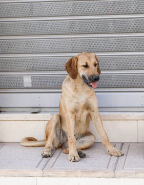 Agadir sokaklarında başıboş bir köpek sürüsü..