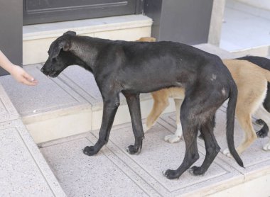 Agadir sokaklarında başıboş bir köpek sürüsü..