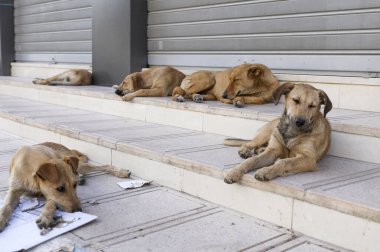 A flock of stray dogs on the streets of Agadir. clipart