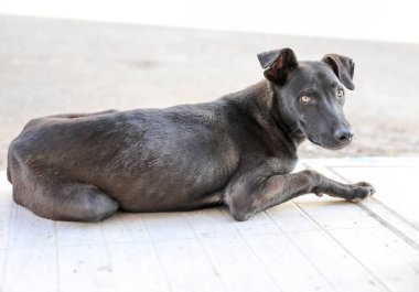 Agadir sokaklarında başıboş bir köpek sürüsü..