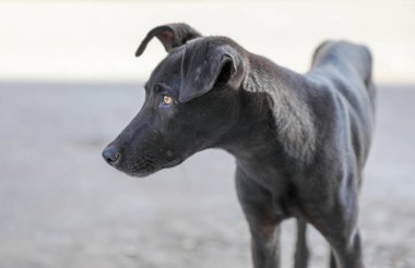 Agadir sokaklarında başıboş bir köpek sürüsü..
