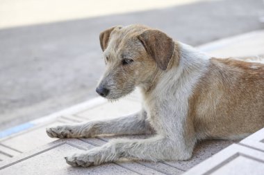 Agadir sokaklarında başıboş bir köpek sürüsü..