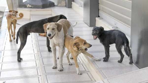 Стая Бродячих Собак Улицах Агадира — стоковое фото