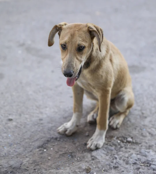 Стая Бродячих Собак Улицах Агадира — стоковое фото