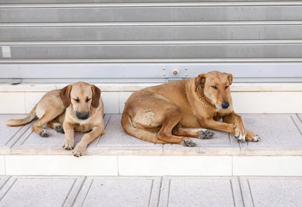 Flock Stray Dogs Streets Agadir — Stock Photo, Image