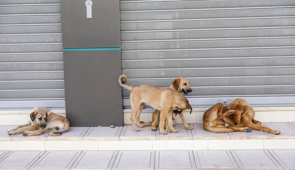 A flock of stray dogs on the streets of Agadir.