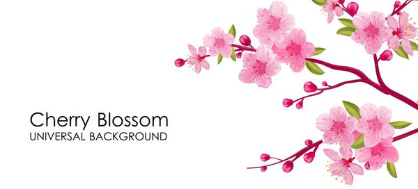 Branch of sakura with flowers