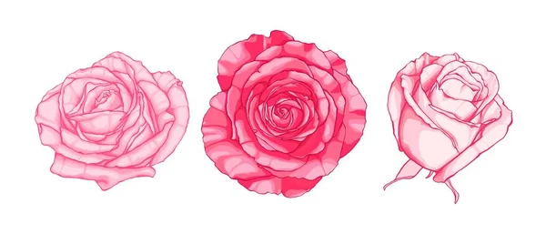 Conjunto de rosas rosadas dibujadas a mano. Estilo de dibujos animados . — Archivo Imágenes Vectoriales