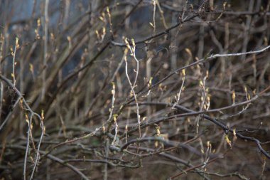 Genç damlalar bir bahar çalısının dallarında