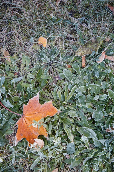 Hoarfrost ile kaplı çimenlerin üzerinde akçaağaç yaprakları — Stok fotoğraf