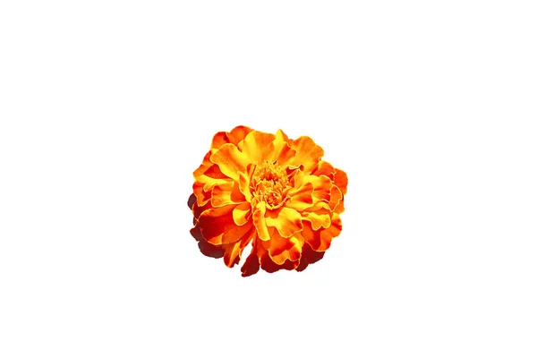Tagetes erekta. Ateşli turuncu çiçek. Yumuşak kadife çiçeği yakın planda