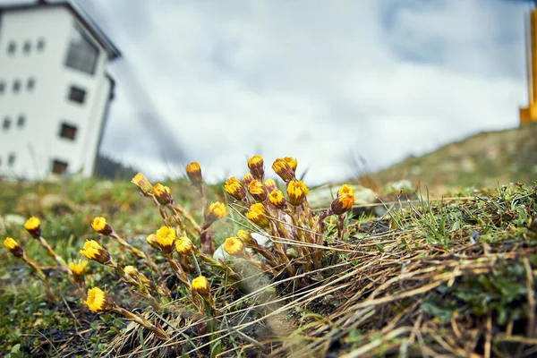 Tussilago farfara - ilkbaharın ilk çiçekleri. Alp sarı çiçekleri