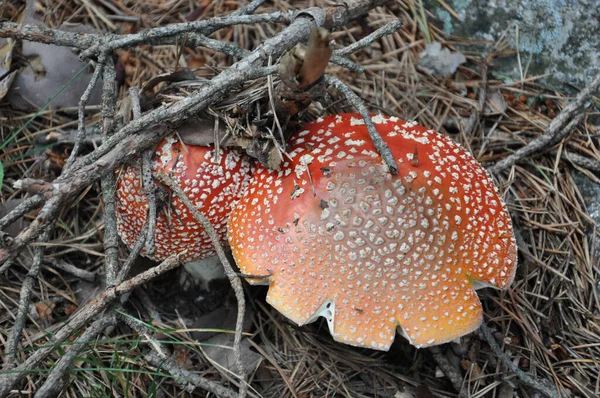 Κόκκινο Amanita με κόκκινο καπάκι και λευκά σπυράκια δηλητηριώδη μανιτάρια στο δάσος. Κοντινό πλάνο — Φωτογραφία Αρχείου