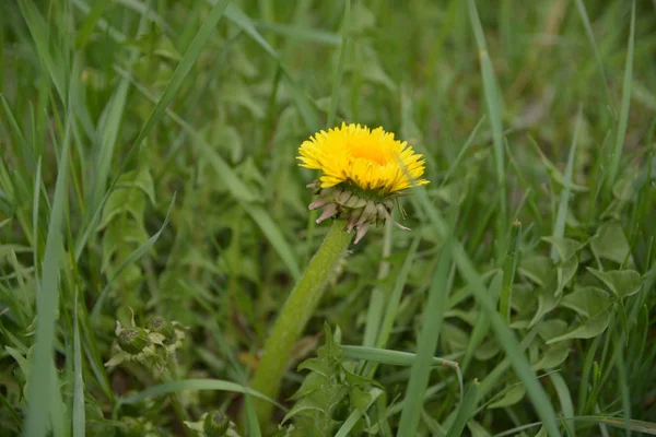Dandelion between grass — Stock Photo, Image