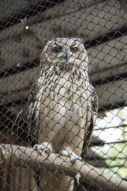 içinde belgili tanımlık kafes kuşu