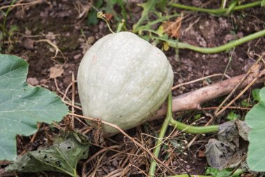 yatak üzerinde yeşil kabak