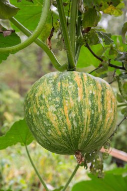 yatak üzerinde yeşil kabak