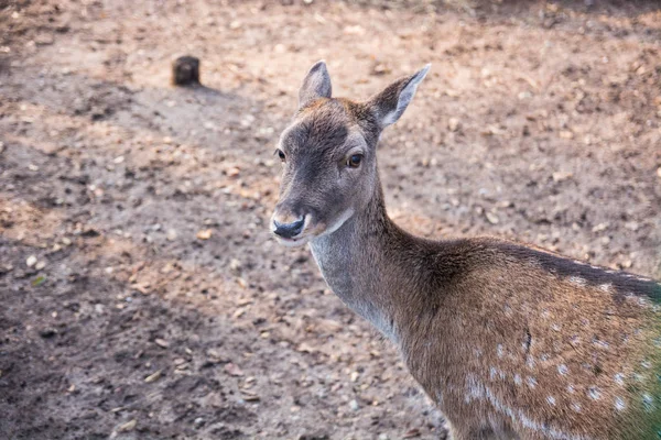 Deer Animal Zoo — Stock Photo, Image