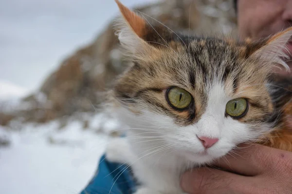 Beautiful cat in hand on the mountains background