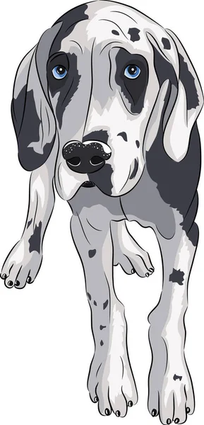 Vector. Puppy of the Great Dane. — Stock Photo, Image