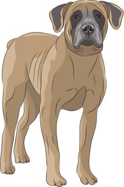 Vektör. Köpek Boerboel.