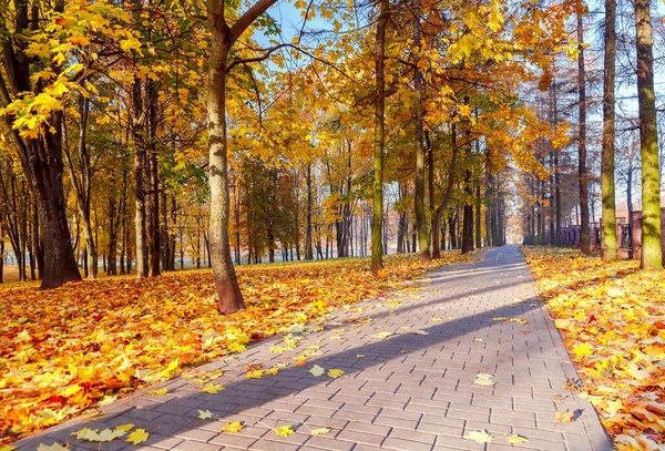 Hojas amarillas en un parque de otoño . —  Fotos de Stock