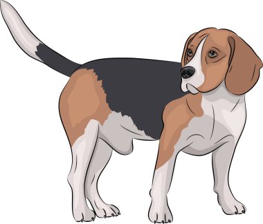 Vektör. Beagle köpek.