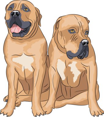 İki Güney Afrika Boerboel köpeği beyaz arka planda izole edilmiş..