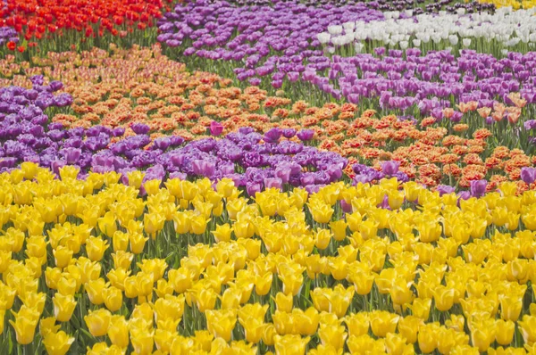 Kwitnące tulipany wiosna kwietnik kolorowe tło — Zdjęcie stockowe