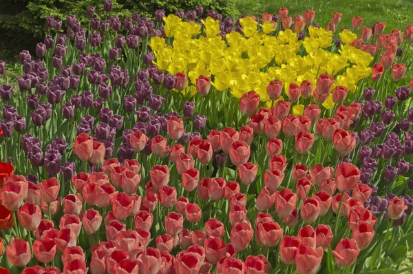 Kwitnące tulipany wiosna kwietnik kolorowe tło — Zdjęcie stockowe