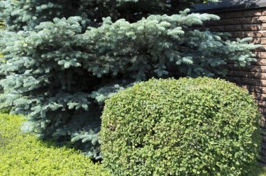 Noel ağacı dalları, mavi Ladin arka plan