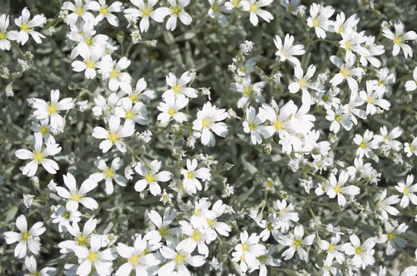 Flores blancas cierran vista superior en verano —  Fotos de Stock