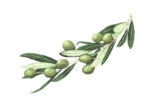 Rama de olivo aislada sobre fondo blanco con aceitunas — Foto de Stock