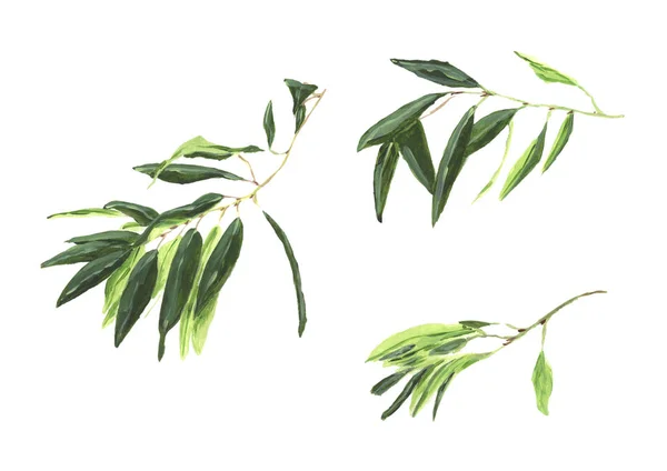 Olive branch geïsoleerd op een witte achtergrond met olijven — Stockfoto