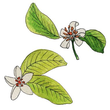 Narenciye yeşil yaprakları ile beyaz arka plan üzerinde izole suluboya çiçeklenir