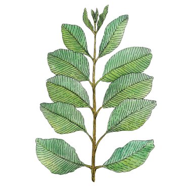 Suluboya beyaz arka plan üzerinde izole limon lef