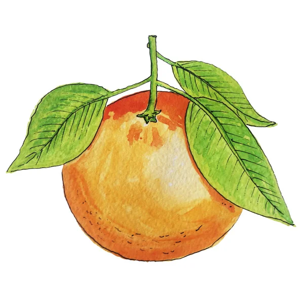 Akwarela pomarańczowy ilustracja na białym tle — Zdjęcie stockowe