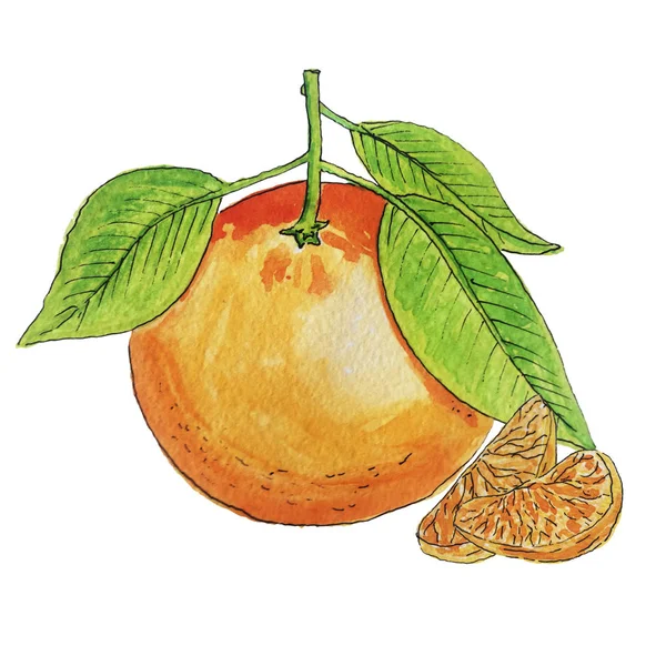 Watercolor tangerine illustration isolated on white background — Stock Photo, Image