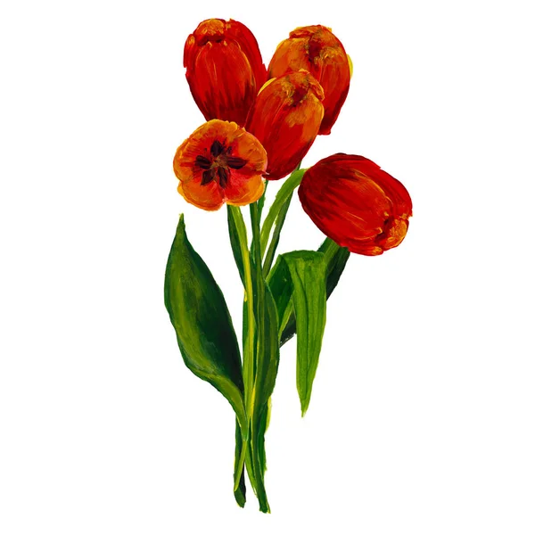 Tulips bouquete painted isolated on white background with space for text — Stock Photo, Image