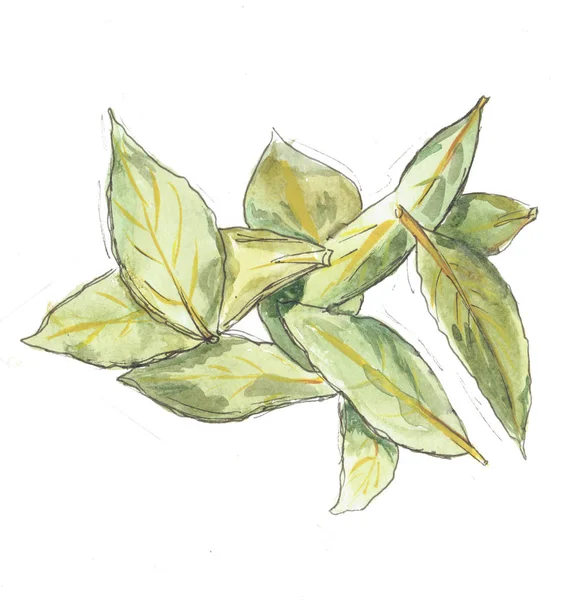 The watercolor bay leaf — Stock Photo, Image