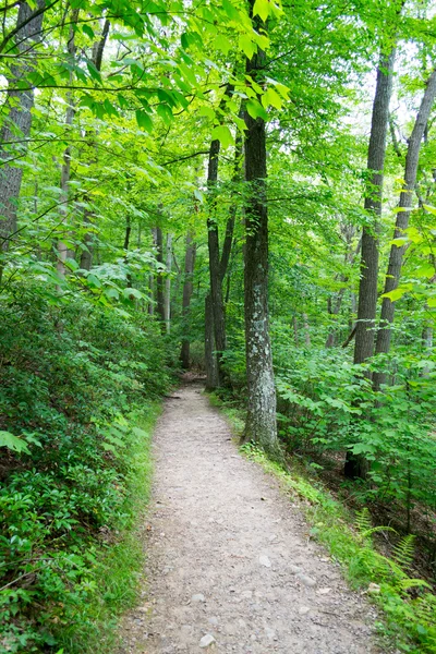Forrest şehir dışında NYC