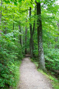 Forrest şehir dışında NYC